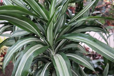 dracaena zeylanica Sansevieria trifasciata 1gal/6in Zeylanica