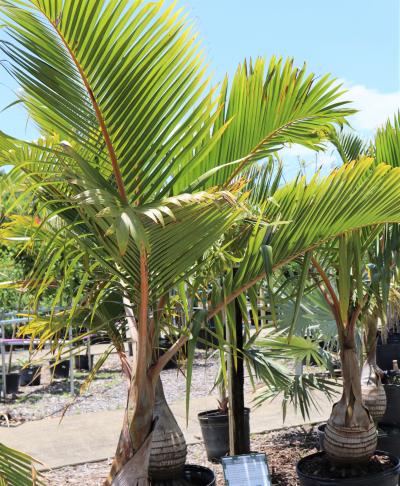 money tree Money Tree (Pachira aquatica) main image 0