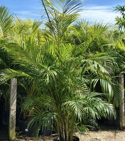 bella palm plant 4 in. Neanthe Bella Palm Plant in Grower Pot