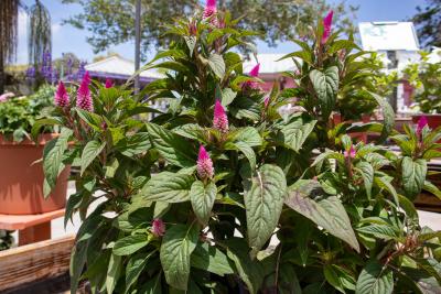 Rockledge Gardens - Celosia 'Intenz' 6 inch