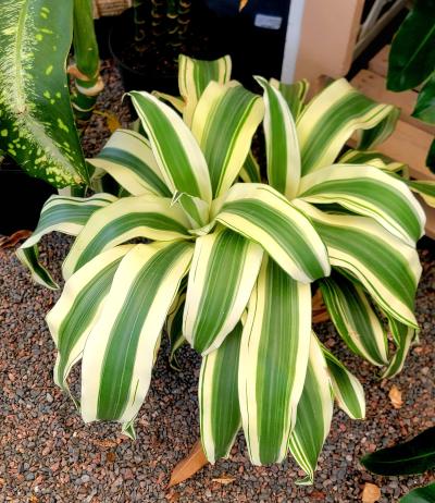 Rockledge Gardens - Dracaena 'White Aspen' 10" pot