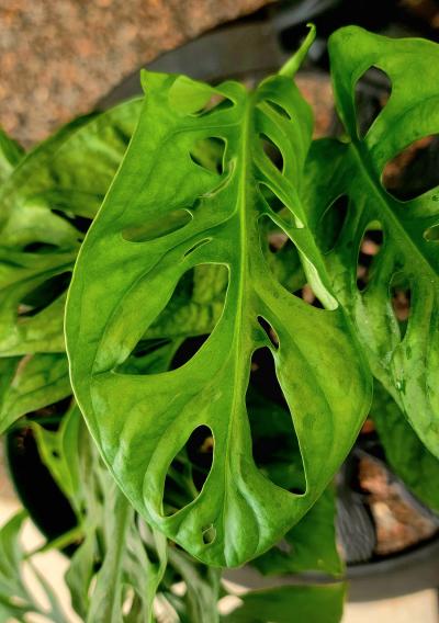 artificial outdoor snake plant UV Treated Outdoor Fake Potted Sansevieria Snake Plant