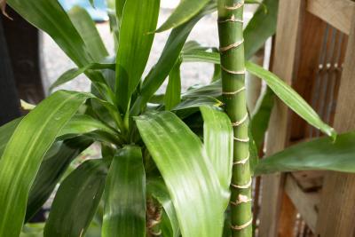 Rockledge Gardens - Dracaena Elegance Cane 3-2-1 cane 9/10" pot