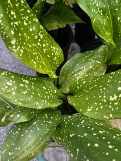 Cast Iron Plant Milky Way 1 gal - $8.99