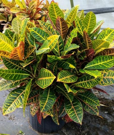 monstera adansonii 6