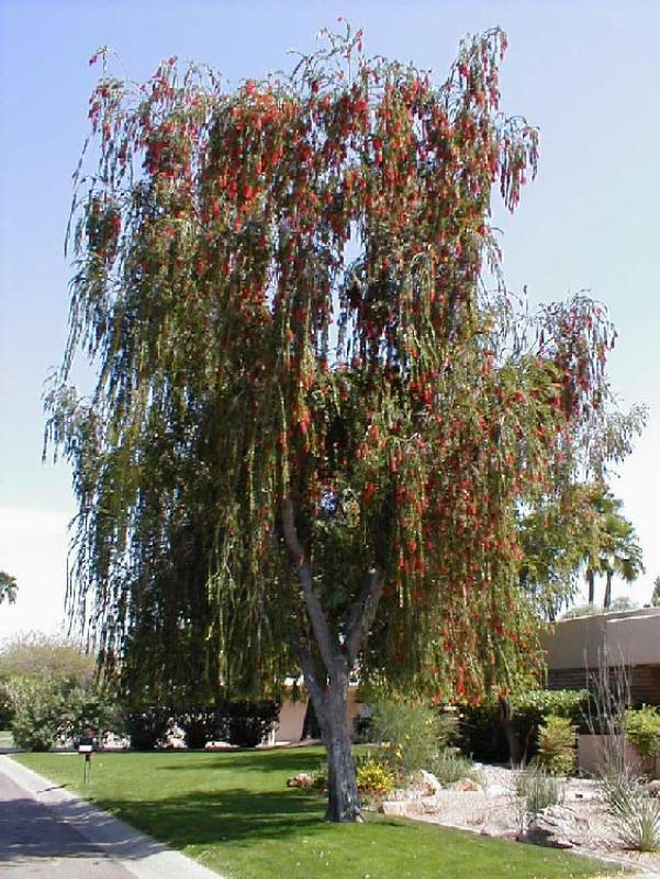 Bottlebrush (Regular and Weeping) - Canterbury Farms Nursery & Garden Center