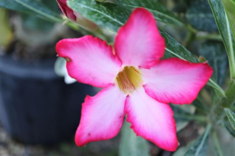 Desert Rose for the Southwest - FineGardening