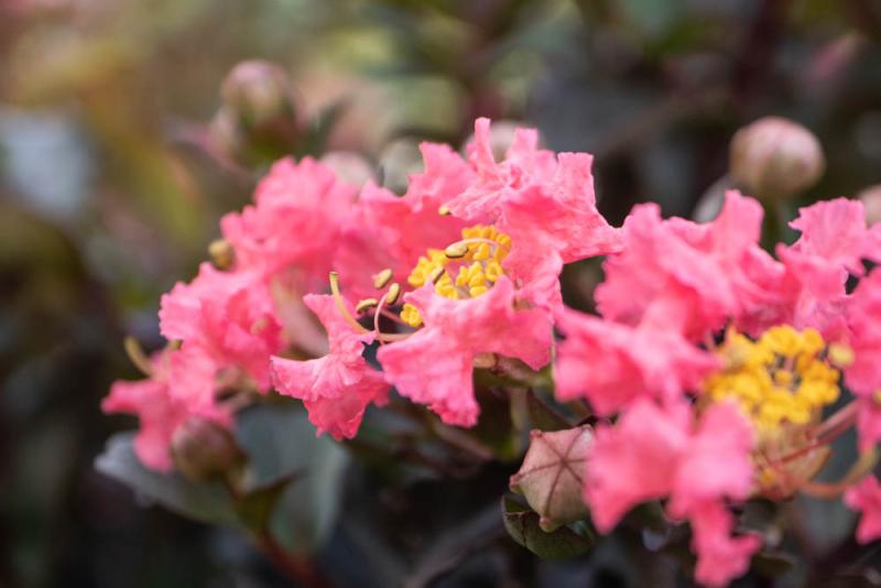 Rockledge Gardens Crape Myrtle Center Stage Coral 3 gal