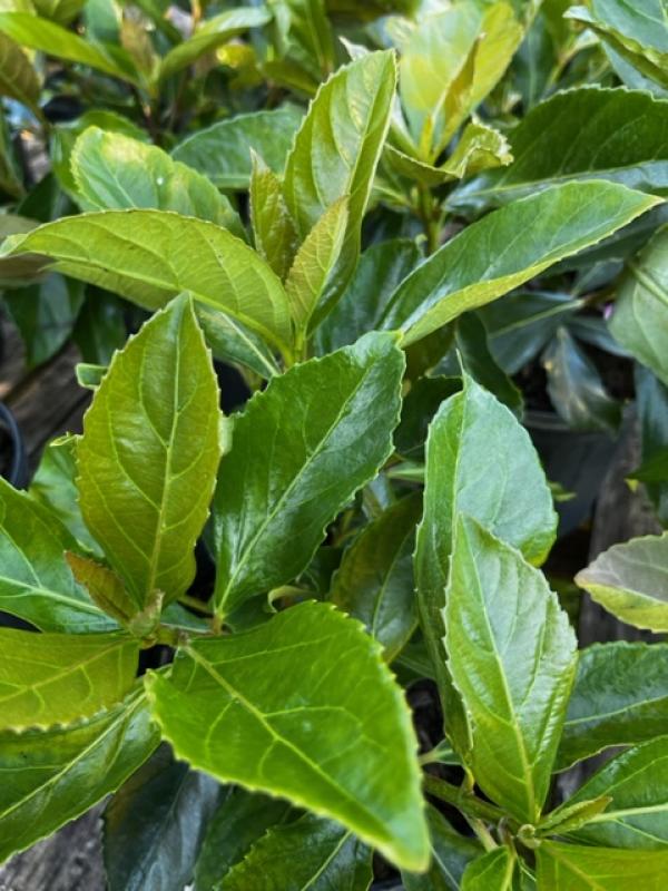 awabuki viburnum hedge