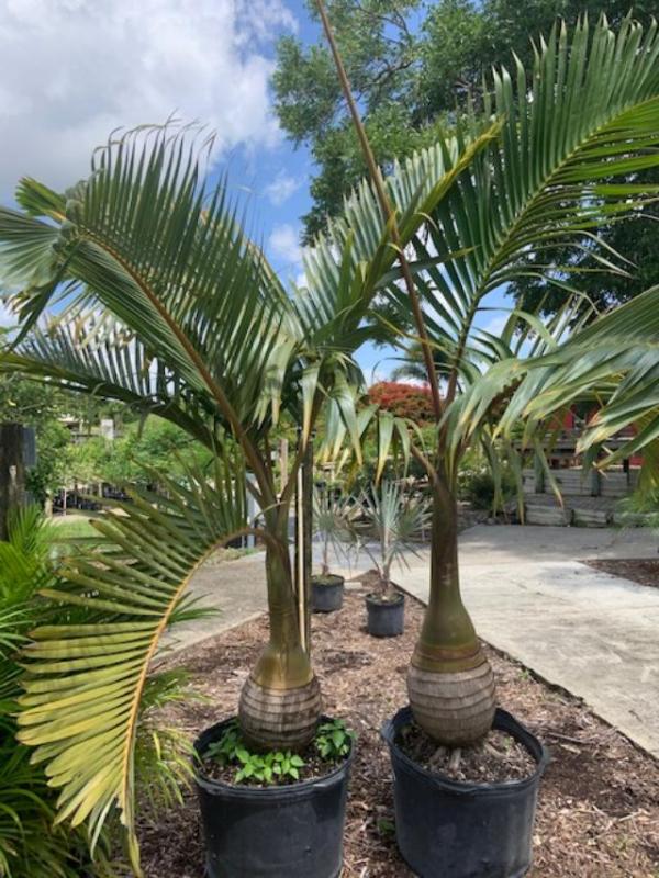 bottle palm tree