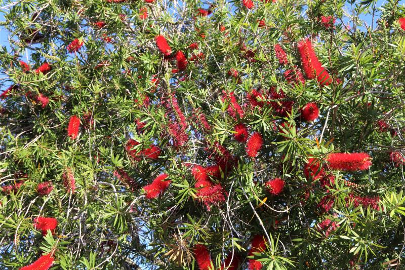 Bottlebrush - Red Cluster