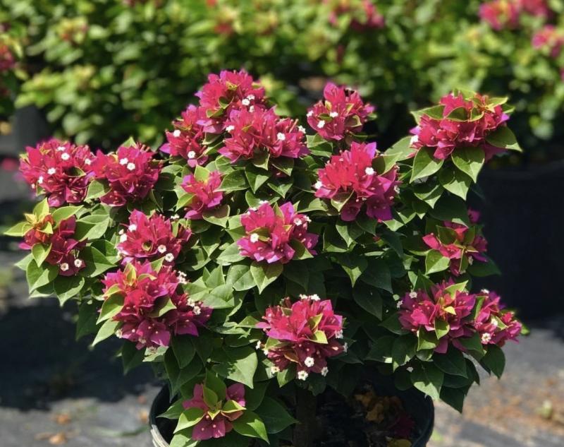 Rockledge Gardens - Bougainvillea, Pink Pixie 3 gal