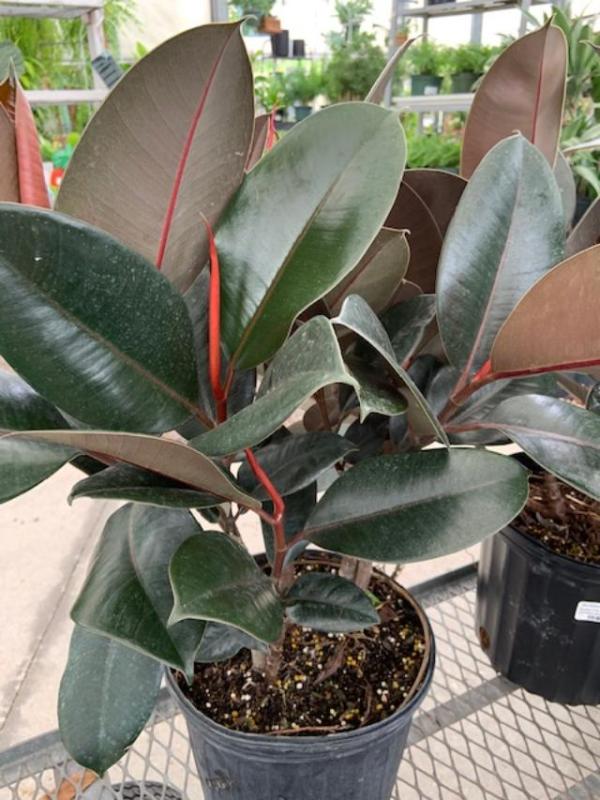 Burgundy Rubber Plant Tree: Ficus elastica - 17-21 inch pot - 10 foot tall