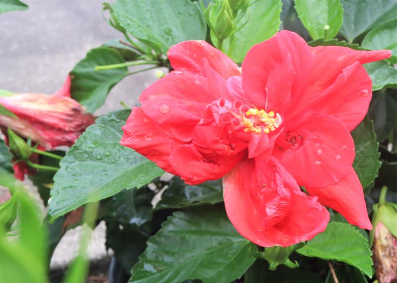 Hibiscus: Tropical Gems of the Garden - Dengarden