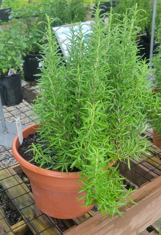 Rockledge Gardens - Rosemary 10 inch