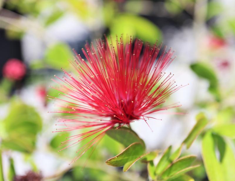 Rockledge Gardens - Dwarf Powder Puff 3 gal