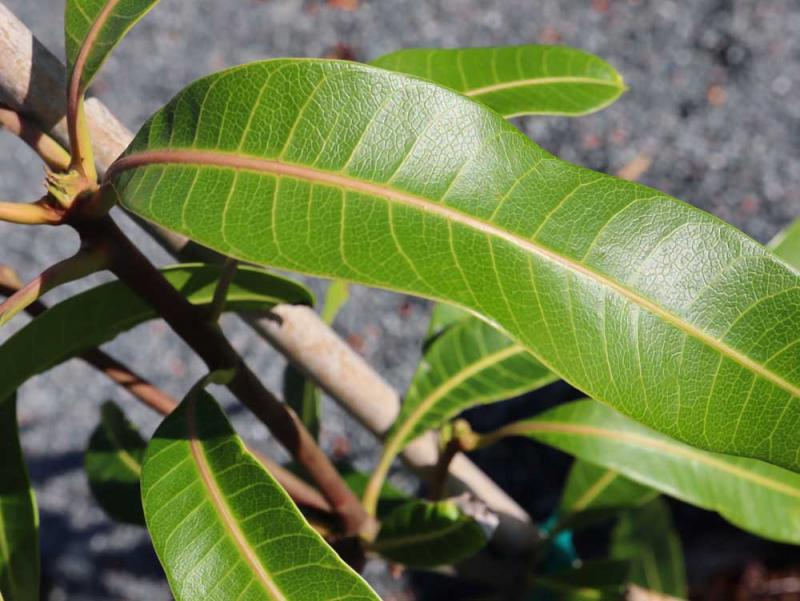 dwarf mango tree