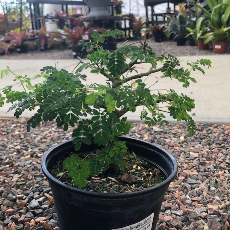 盆栽 brazil Brazilian Rain Tree Bonsai | The Bonsai Shop – Dandy Farmer