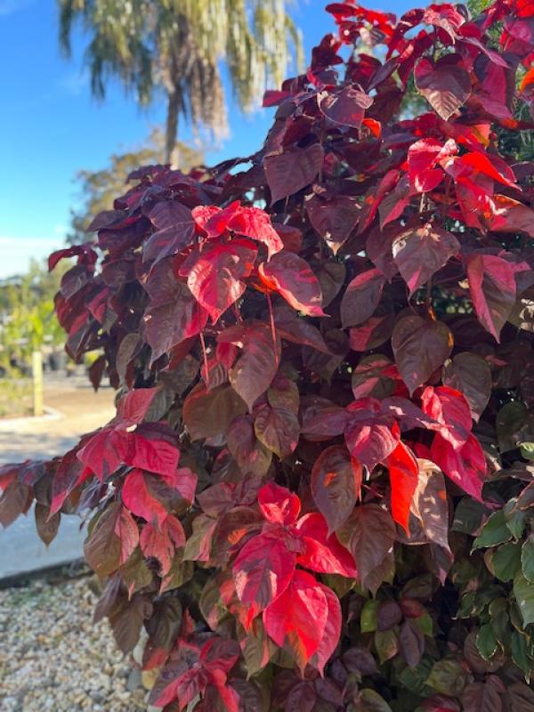 støvle Konkret Kilimanjaro Rockledge Gardens - Copperleaf Louisiana Red 3 gal