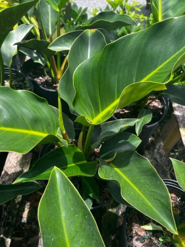 purple heart plant indoors Purple Heart Plant – Vibrant Tradescantia Pallida, 3-inch Pot, Easy Tr –  Wonderland Flora main image 1