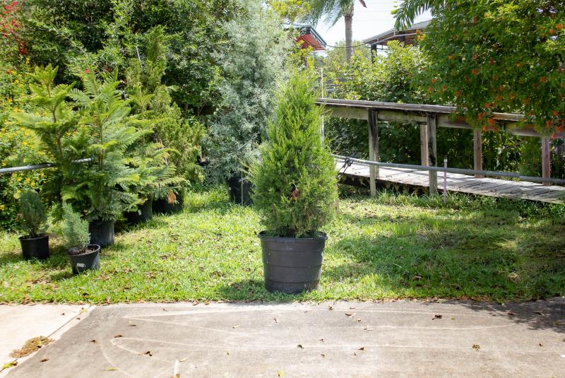 Rockledge Gardens Eastern Red Cedar Brodie 15 gal