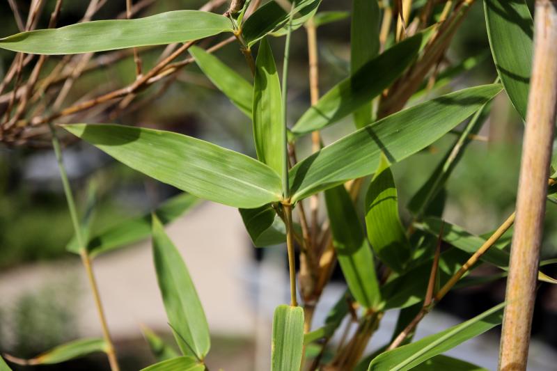 Rockledge Gardens - Bamboo, Alphonse Karr 3 gal