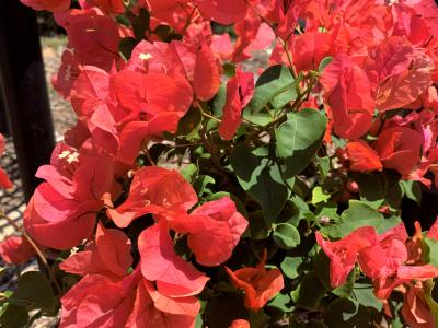 Bougainvillea, Sundown Orange 3 gal