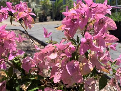 Bougainvillea, Silhouette Semi-Thornless, Semi-Dwarf 3 gal