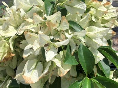 Bougainvillea, Miss Alice White Semi-Thornless, Semi-Dwarf 3 gal