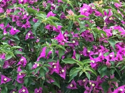 Bougainvillea, New River Purple 3 gal