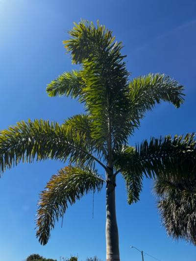 Rockledge Gardens - Palm, Foxtail Triple 15 Gal