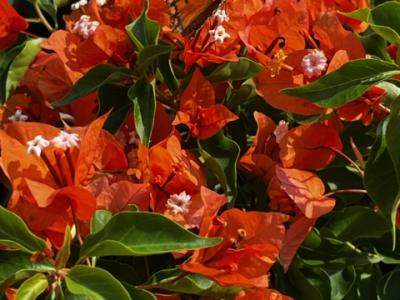 Bougainvillea, Fire Opal - Dwarf 3 gal