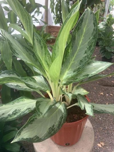 Rockledge Gardens Aglaonema Golden Bay  10 Pot Rockledge Gardens Aglaonema Golden Bay  10 Pot