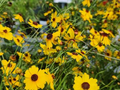 Florida Tickseed Coreopsis leavenworthii 6 inch