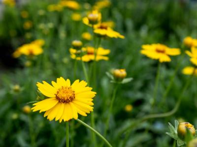 Florida Tickseed Coreopsis lanceolata 6 inch