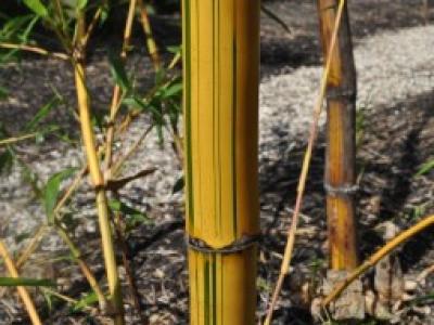 Bamboo, Hawaiian Stripe 3 gal