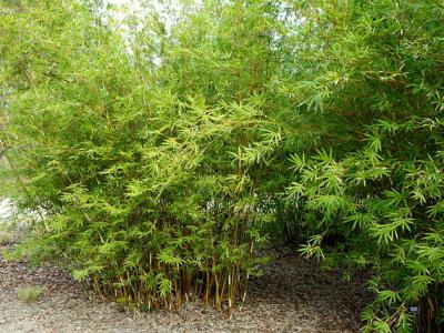 Bamboo, Alphonse Karr 3 gal