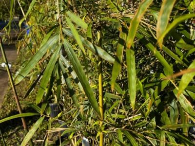 Bamboo, RG Dwarf 3 gal