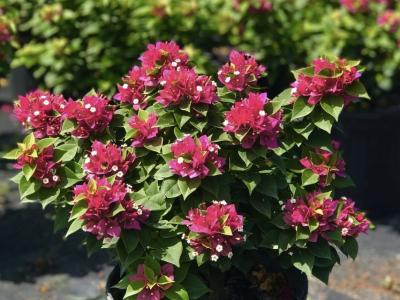 Bougainvillea, Pink Pixie Dwarf 3 gal
