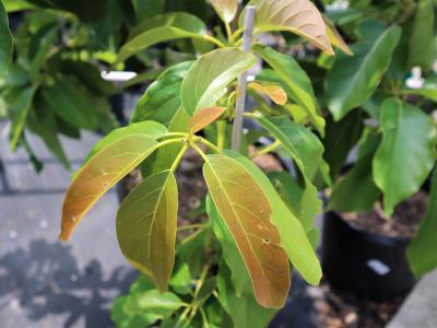 Avocado, Choquette 15 gal