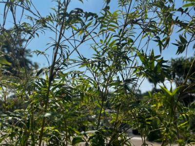 Bamboo, Chinese Goddess 3 gal