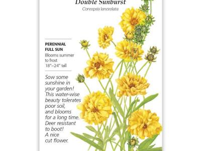 Coreopsis Double Sunburst Seeds