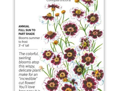 Coreopsis Incredible Swirl hybrid Seeds
