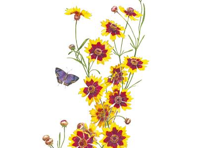 Coreopsis Plains Coreopsis Seeds