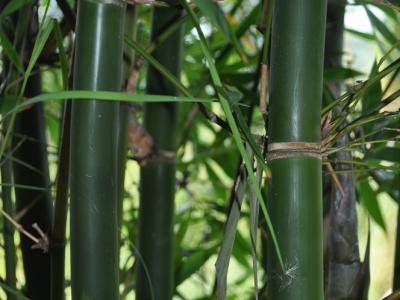 Bamboo, Giant Timber 3 gal