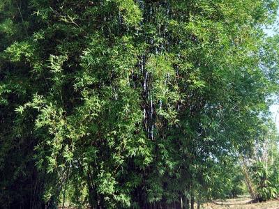 Bamboo, Seabreeze 3 gal