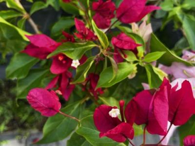 Bougainvillea, Ruby 3 gal