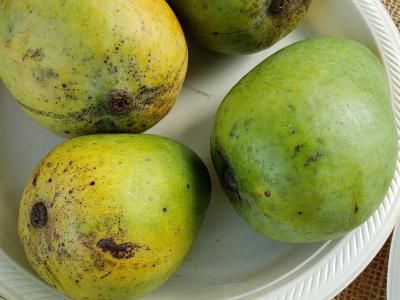 Mango, Sweet Tart 3 gal
