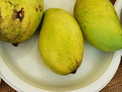 Mango, Lemon Zest 3 gal