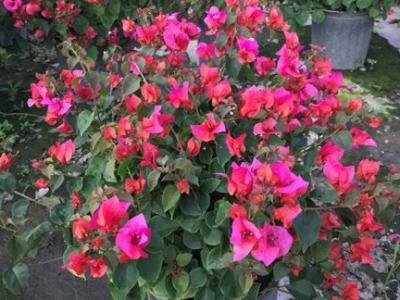 Bougainvillea, Helen Johnson Dwarf Bubblegum pink 3 gal